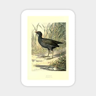 Moorhen Magnet