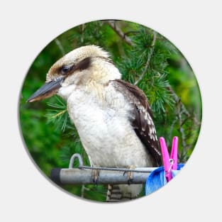 Kookaburra on the Clothesline! Pin