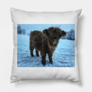 Scottish Highland Cattle Calf 1877 Pillow