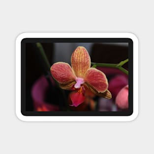 Photo Orange Orchid Magnet