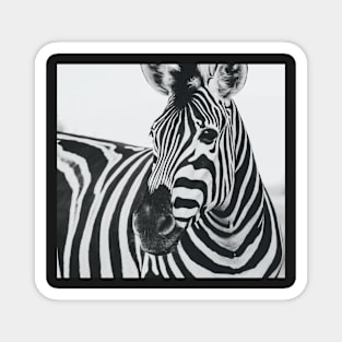Everyone love zebra Magnet
