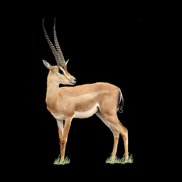 Grant-Gazelle - Antelope - Africa by T-SHIRTS UND MEHR