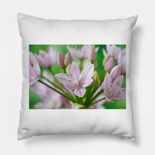 Allium unifolium  American onion Pillow