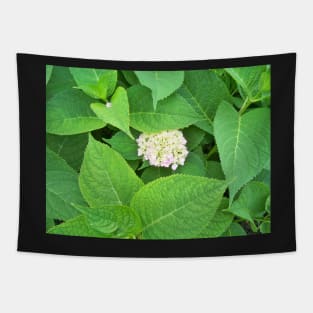 Hydrangea Tapestry