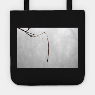 Catalpa pod on foggy day Tote