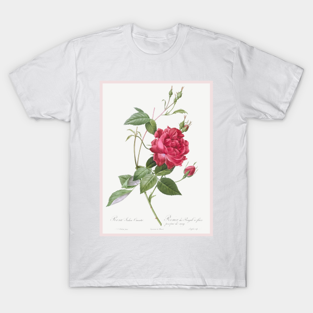 Discover Blood-Red Bengal Rose - Botanical Illustration - T-Shirt