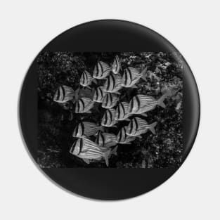 A School of Porkfish In Black and White Pin