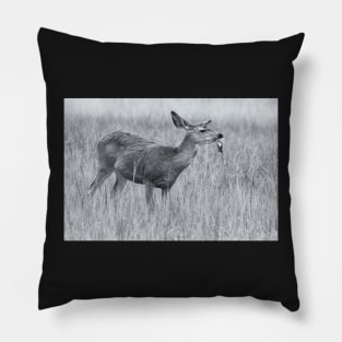 Mule Deer in bw Pillow