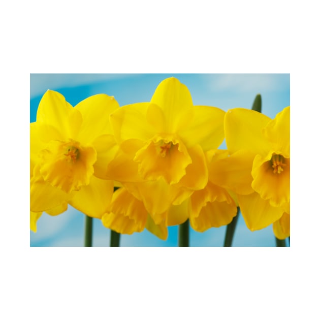Narcissus  &#39;Quail&#39;  AGM   Division 7  Jonquilla  Daffodil by chrisburrows
