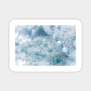 Snowy Winter Evergreen Forest Branches Magnet