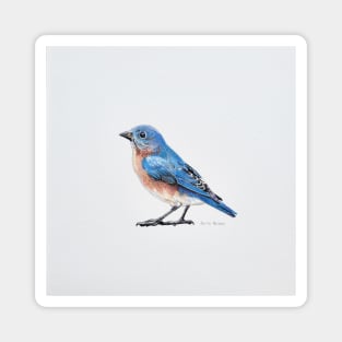 Eastern Bluebird drawing Magnet