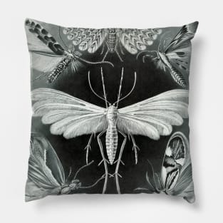 Moth Vintage Botanical Illustration Pillow
