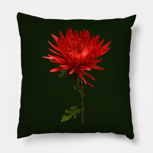 Red Spider Mum Pillow