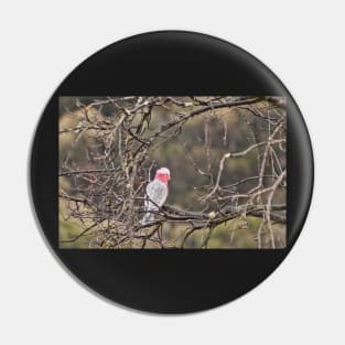 Galah Pin