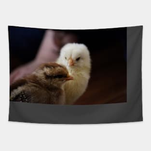 Baby chicks Tapestry