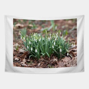 Delicate Snowdrop flower is one of the spring symbols telling us winter is leaving Tapestry