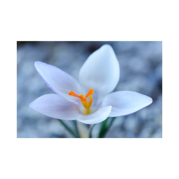 Crocus biflorus subsp. weldenii  &#39;Fairy&#39; by chrisburrows