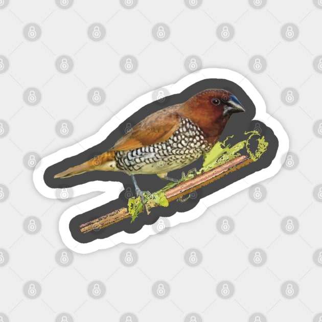 Scaly-breasted Munia or Nutmeg mannikin Magnet by NadJac