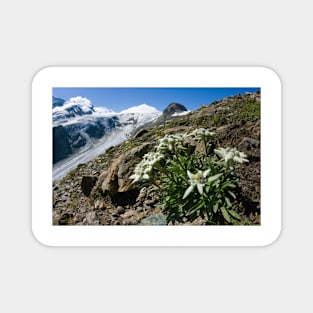 Edelweiss and glacier (C007/0409) Magnet