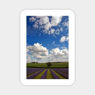 Lavender Field Purple Flowers Cotswolds England Magnet