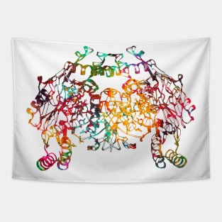 Nitric oxide synthase molecule Tapestry