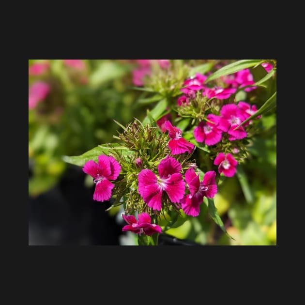 Pink Spiky Flowers 2 by AustaArt
