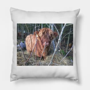 Scottish Highland Cattle Calf 1830 Pillow