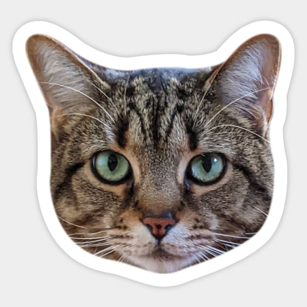 Long Haired Brown Tabby Cat Sticker Decal Brown Cat Water 