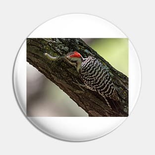 Ladder-Backed Woodpecker and Caterpillar Pin