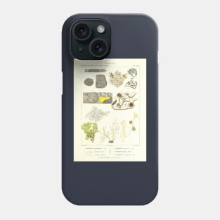 Lichen  - Essai sur les cryptogames - Botanical Illustration Phone Case