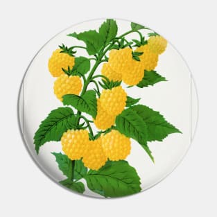 Golden Queen Raspberry Lithograph (1900) Pin