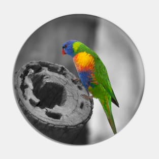 Rainbow Lorikeet_5174A Pin