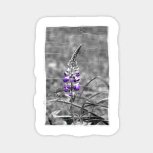 Lupine Magnet