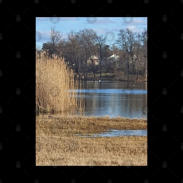 Tall Grass Around The Lake by Alemway