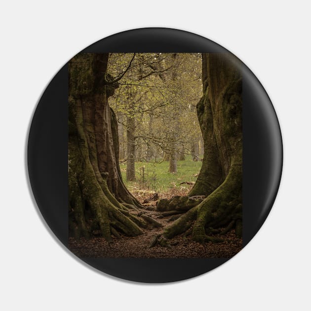 'The Witness Trees', Kinclaven Woods, Perthshire. Pin by mucklepawprint