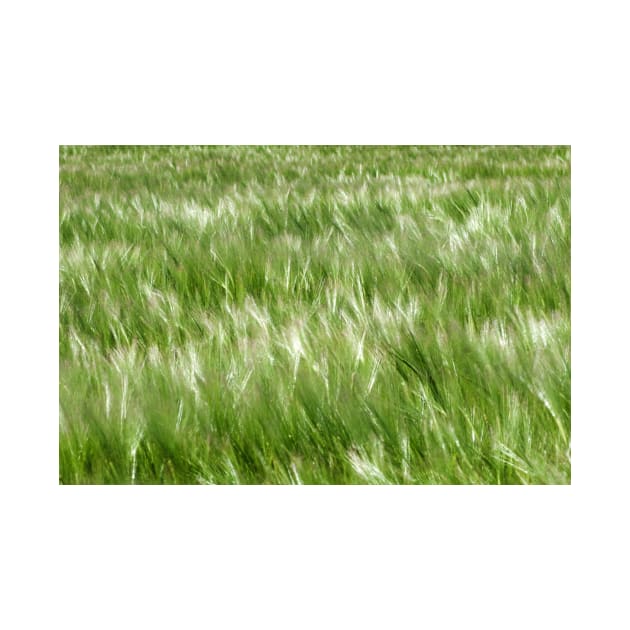 Barley being blown in the wind - Yorkshire, UK by richflintphoto