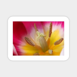 Tulipa 'Ballade' AGM Tulip Lily-flowered Group April  Artistic filter applied to photo Magnet