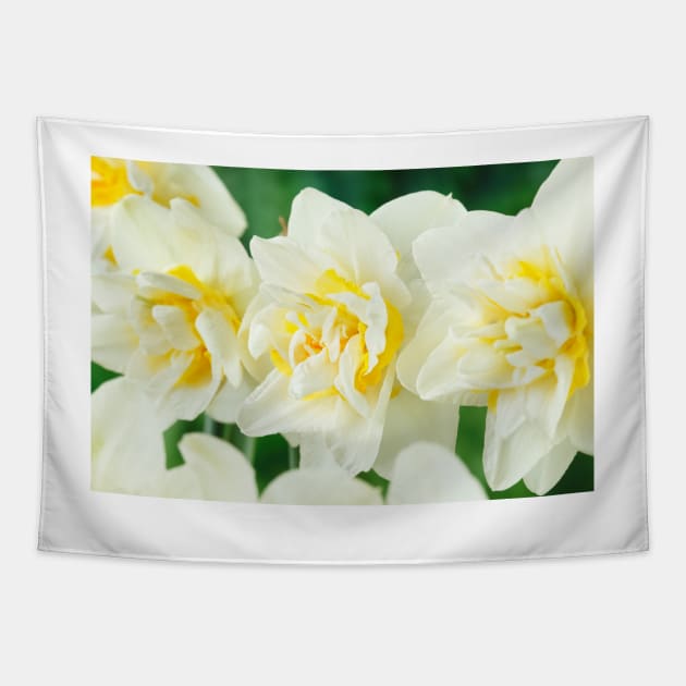 Narcissus  &#39;White Lion&#39;  AGM   Division 4  Double Daffodil Tapestry by chrisburrows