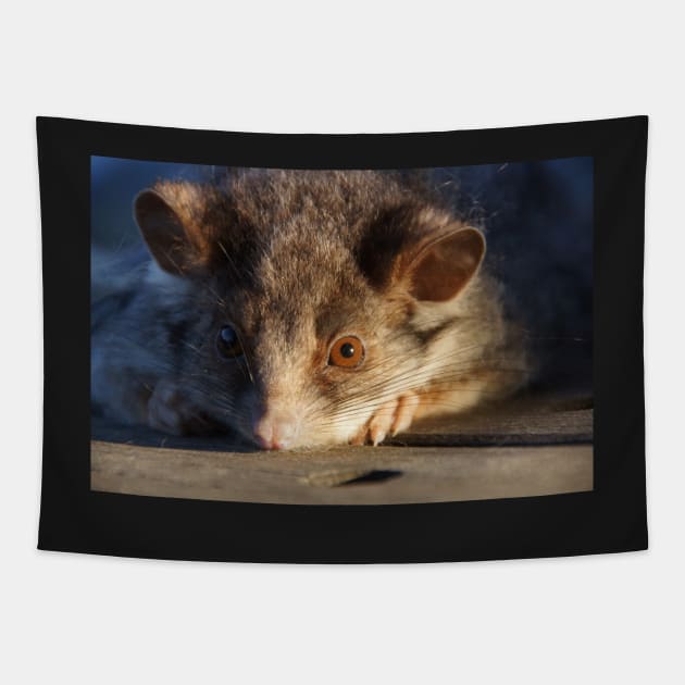 Possum - Magpie Springs - Adelaide Hills - Fleurieu Peninsula - South Australia Tapestry by MagpieSprings