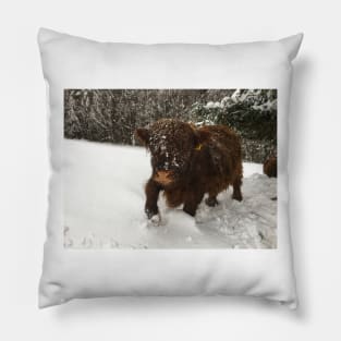 Scottish Highland Cattle Calf 1911 Pillow