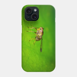 A melon fly (Bactrocera cucurbitae) Phone Case