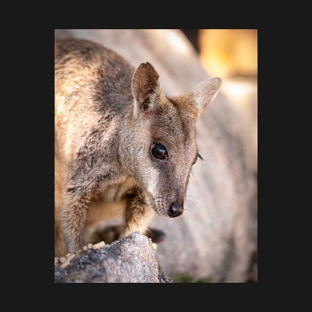 Rock Wallaby by Geoff79