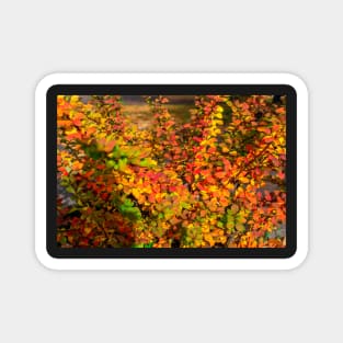 Orange red yellow green Berberis leaves background Magnet