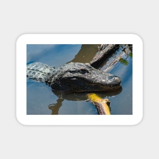 Alligator wildlife preserve 2 Magnet