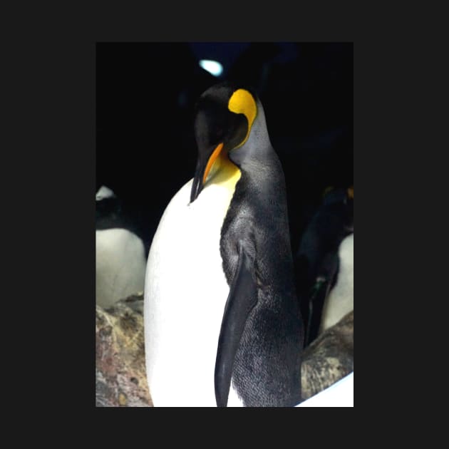 Emperor Penguin by Nicole Gath Photography