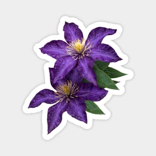 Purple Clematis in the Rain Magnet