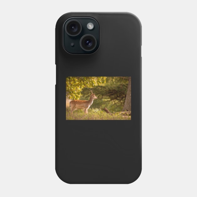 Deer in autumn light Phone Case by AYatesPhoto