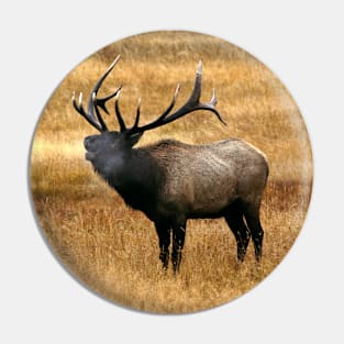 Bugling Bull Elk Photo Pin