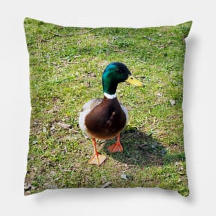 A Cute Mallard Duck Waiting To Be Fed, Staring Pillow