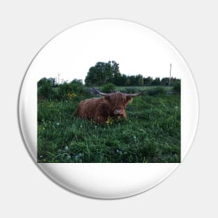 Scottish Highland Cattle Cow 2420 Pin